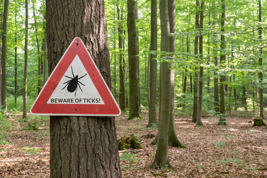 Preparaty na kleszcze i komary – zabezpiecz się przed nimi!